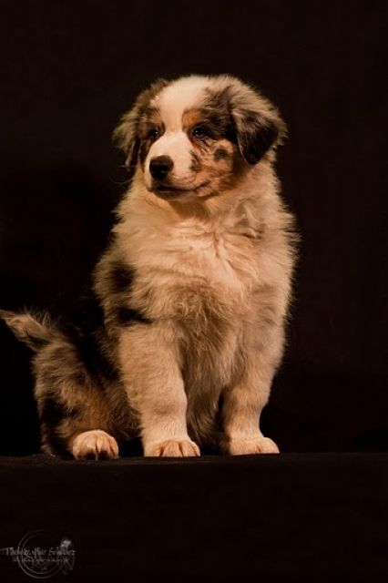 Australian Shepherd Welpen. Aussies for ever - Rassehunde Australian Shepherd - Zweibrücken