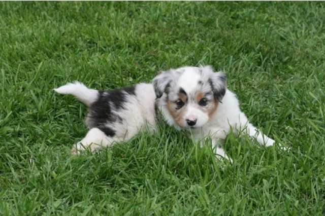 ***Wunderschöne Aussie-Welpen aus einer Top-Anpaarung*** - Rassehunde Australian Shepherd - Neuwied 