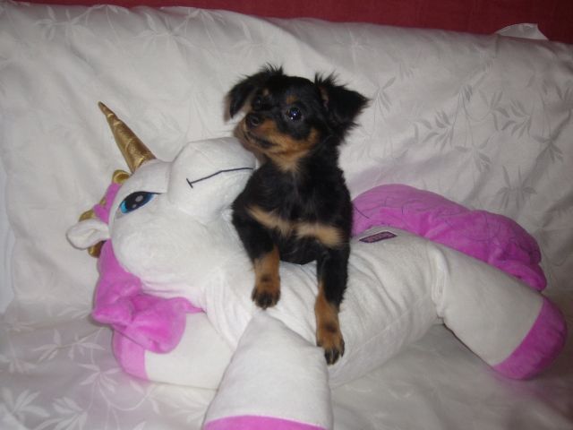 Russische (Russkiy )Toy Terrier langhaar ( Taschenhunde)Schoßhunde - Rassehunde Chihuahua - Papenburg