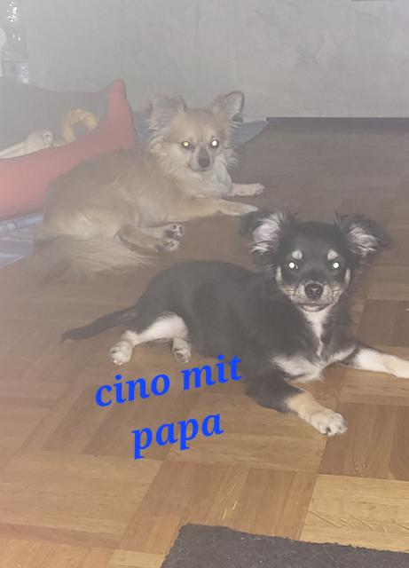 Chihuahua lang Haar welpe - Rassehunde Chihuahua - Bad Kissingen