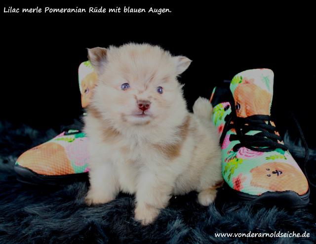 Pomeranianwelpen bluemerle,braun, - Rassehunde Spitz - Rodalben