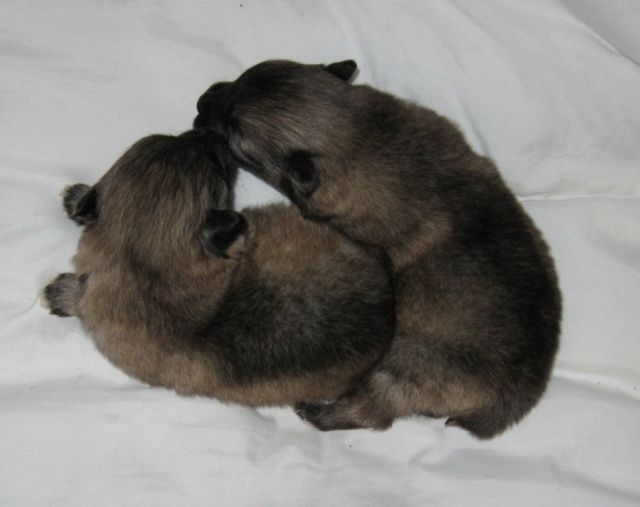 Wolfspitz - Keeshond / Wir bieten zwei sehr gutte welpen - Rassehunde Spitz - Novacany, Slowakei