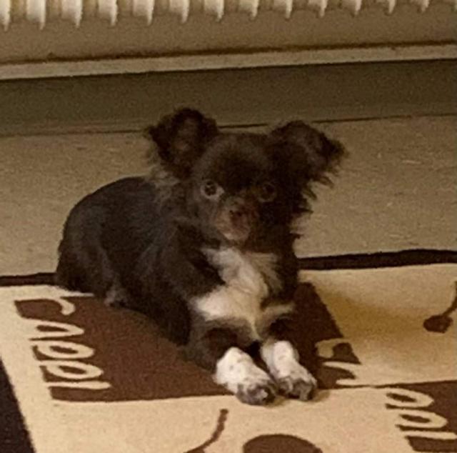 Chihuahua Deckrüde Langhaar  - Deckanzeigen - Lambrecht