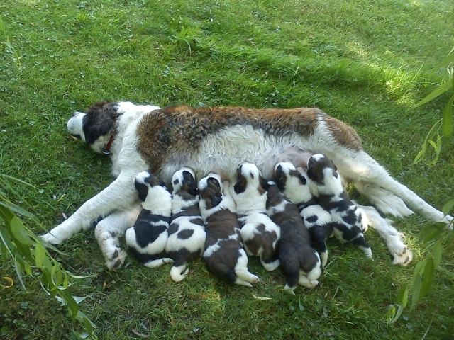 Bernhardinerwelpen - Rassehunde Bernhardiner - Borgentreich