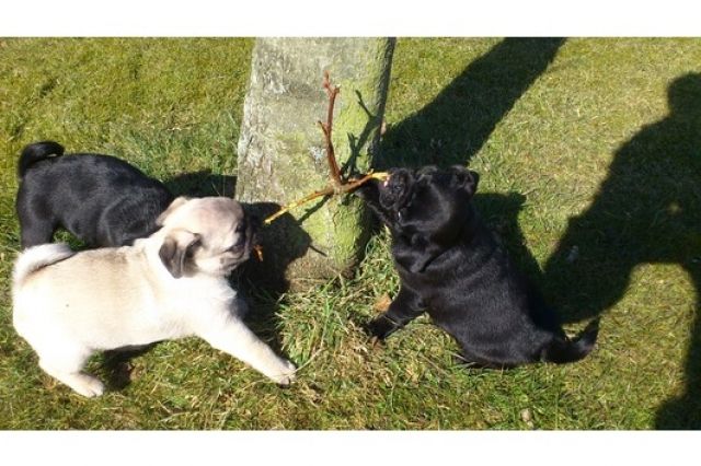  Mopswelpen(beige und schwarz) - Rassehunde Mops -   Dortmund