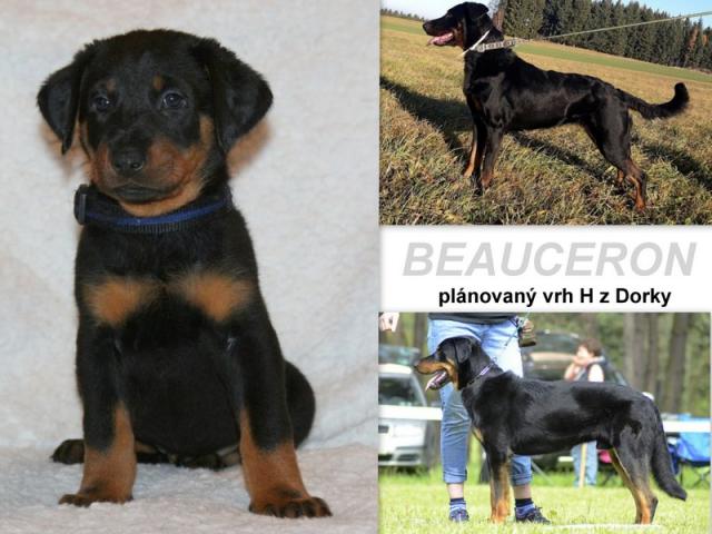 Beauceron Welpen zu Reservierung - Rassehunde Schaeferhund - Kladno (Kladno)