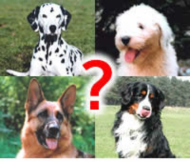 Hundeschule in Niedersachsen gesucht?  - Hunde Zubehoer - Bad Gandersheim