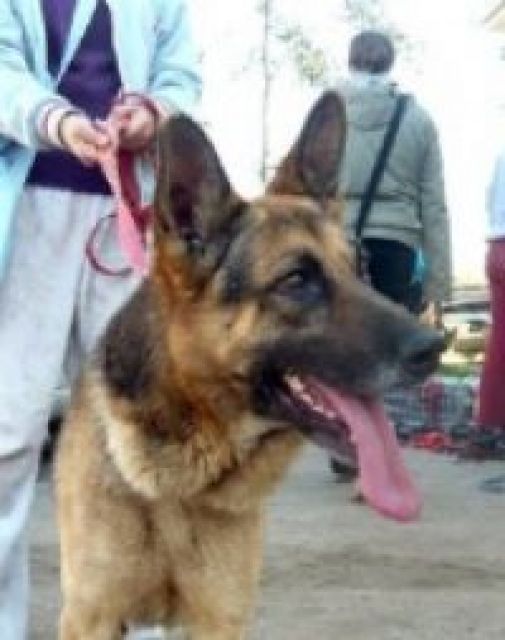 Shaggi sucht dringend ein Zuhause- Zwingerkoller - Rassehunde Schaeferhund - Heidelberg