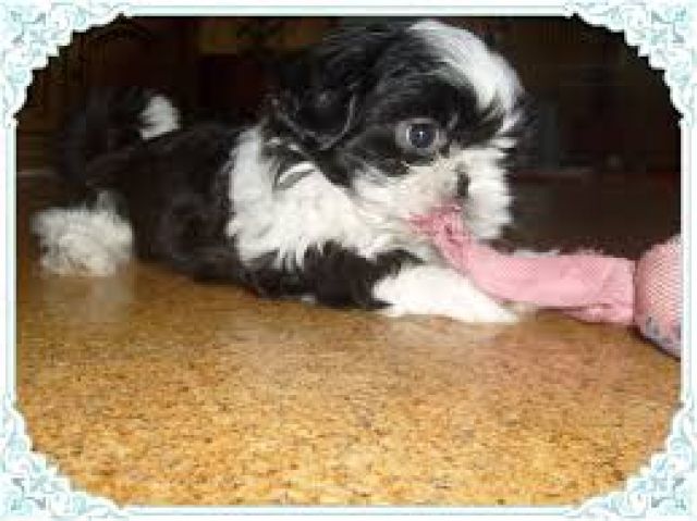 Süsse shitzu welpen abzugeben - Rassehunde Shih Tzu - dortmund