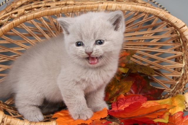 Wir haben nur noch 3 Wunderschöne BKH-Katzen mit Stammbaum - Hunde Zubehoer - Koblenz