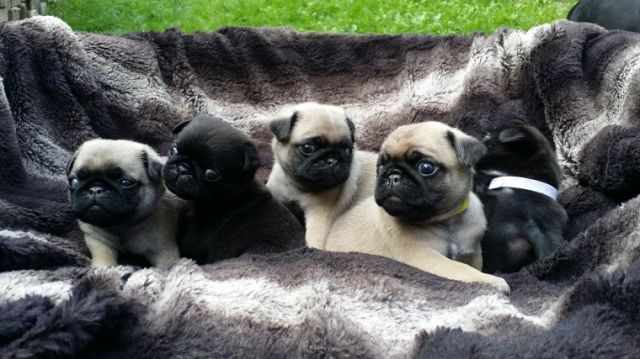 Bildschöne Mopswelpen aus professioneller Hobbyzucht - Rassehunde Mops - Berlin