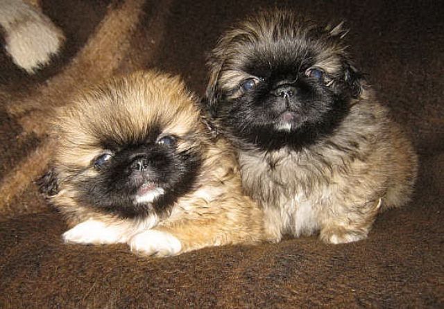 Pekingesen-Welpen mit VDH-Papieren - Rassehunde Pekinese - Eisenberg oder Ostfriesland