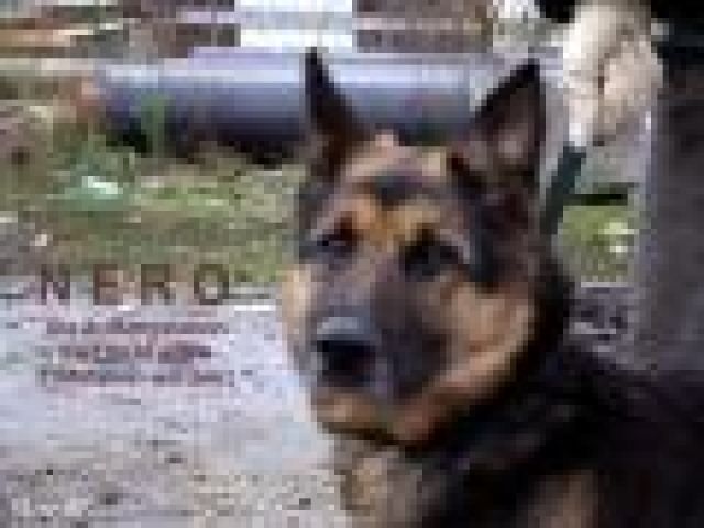 NERO- bedeutet NITRA die Endstation? Nero möchte liebe Menschen - Rassehunde Schaeferhund - Heidelberg