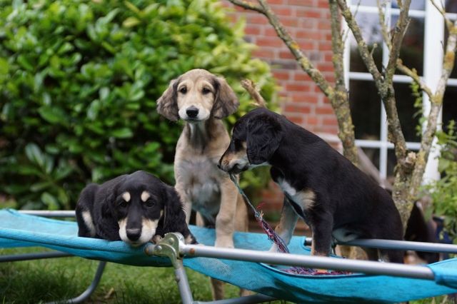 Salukiwelpen - Rassehunde Windhund - Norderstedt
