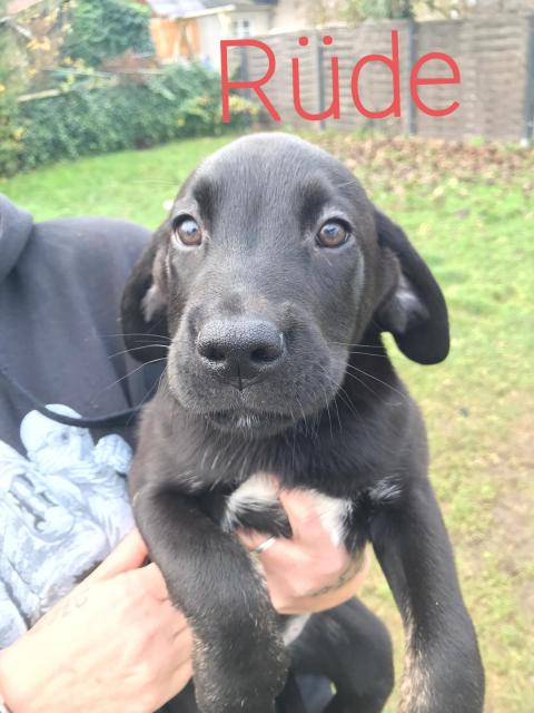 Labrador Boxer welpen - Mischlinge - Schneverdingen 