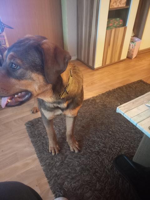 Rottweiler - Mischlinge - Rostock 