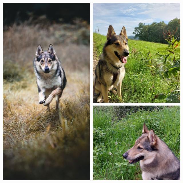 Schäferhundmischling - Tschechoslowakischer Wolfshund - Deckanzeige - Deckanzeigen - Wuppertal 