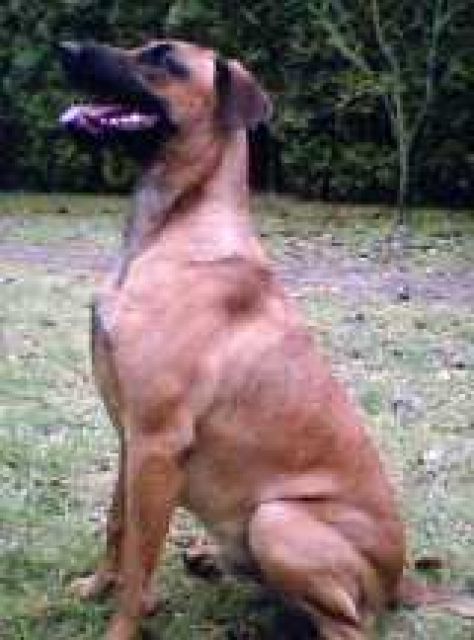 Malinois-Dobermann-Mix - Mischlinge - Dortmund