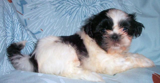 Zauberhafter Shih Tzu Welpe ab Anfang September 2011 - Rassehunde Shih Tzu - Essen