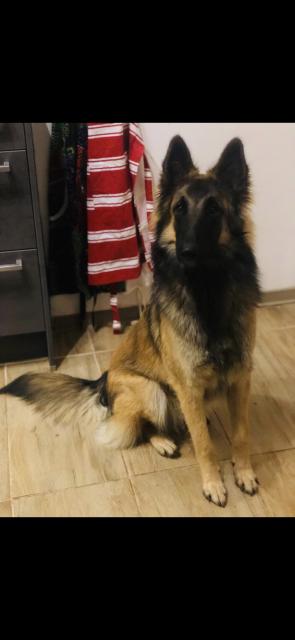 Deckrüde ( !kein Verkauf! ) Belgischer Schäferhund - Deckanzeigen - Bad Vöslau