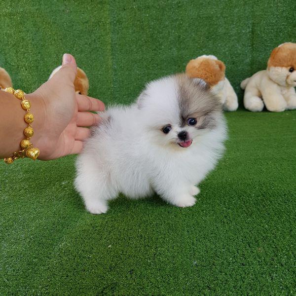 Teacup Pomeranian Spitz Welpen für Ihre Kinder zu Hause - Rassehunde Spitz - Kissing	