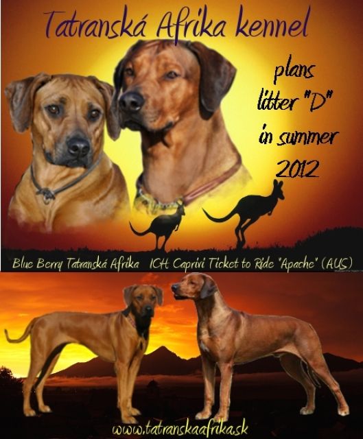 Rhodesian Ridgeback with FCI pedigree - Rassehunde Rhodesian Ridgeback -  t la