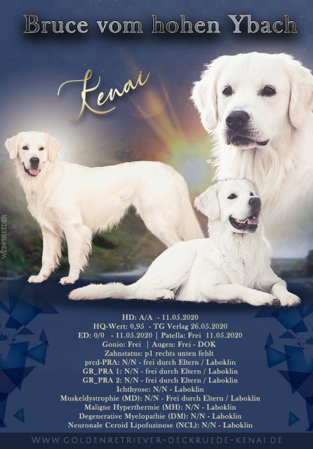 Golden Retriever Deckrüde  - Deckanzeigen - Memmingen 