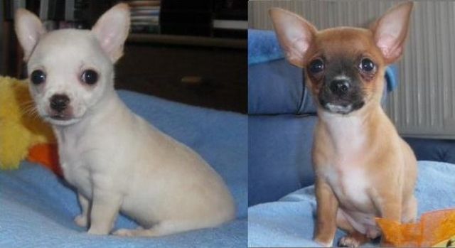 Zwei süße Chihuahuarüden suchen noch ein liebes, ruhiges Zuhause!! - Rassehunde Chihuahua - Penig