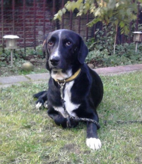 Marko (Mo) geb.ca. Juni 2007, Pflegestelle Jüchen - Rassehunde Labrador - Jüchen