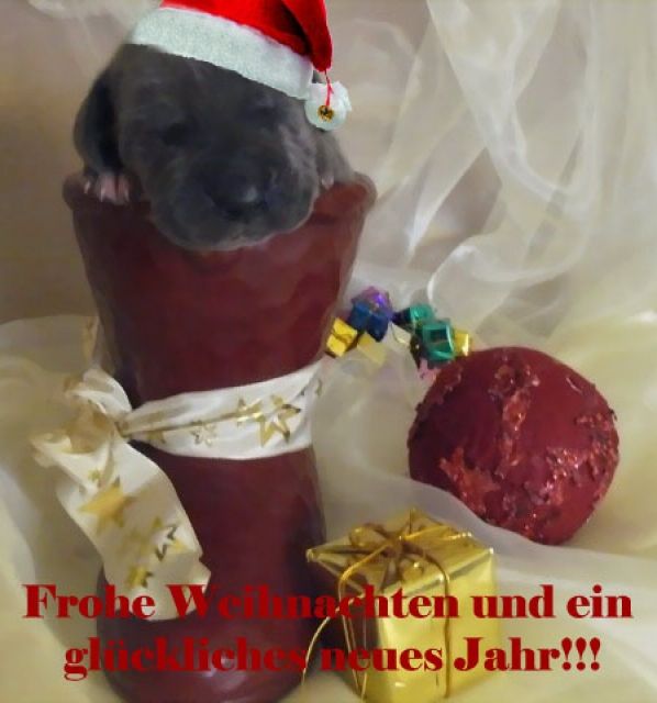 Deutsche-Doggen-Welpen - Rassehunde Dogge - klingelbach