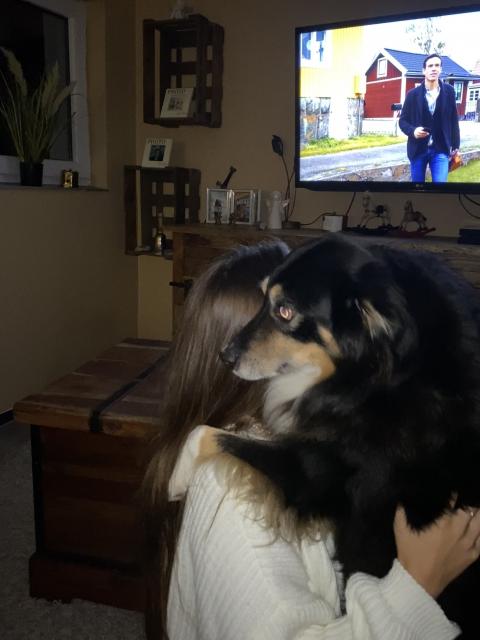 Australien Shepherd (Deckrüde) - Deckanzeigen - Bocholt