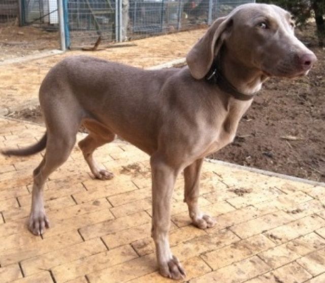 Weimaraner Welpen -Hündin- mit Stammbaum  - Rassehunde Weimaraner - Fulda