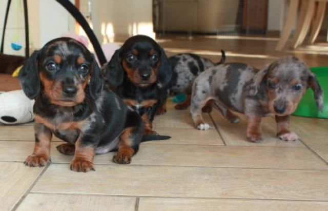 Außergewöhnliche amerikanische Dackelchen - Rassehunde Dackel - Ankershagen