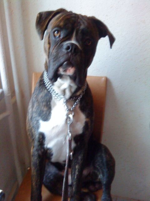 Boxer Shorty - Rassehunde Boxer - Eisenhüttenstadt