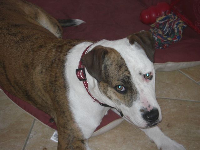 Dringend azugeben!!! - Rassehunde Pit Bull - Moorgrund