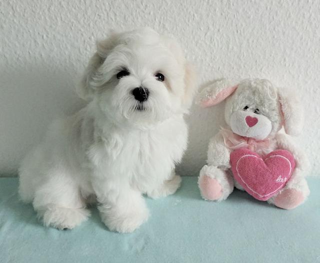 Super MINI Malteser Welpe - Rassehunde Malteser - Selters