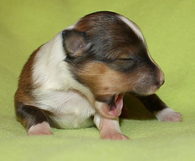 Bezaubernde Sheltiewelpen - Rassehunde Sheltie - Handewitt