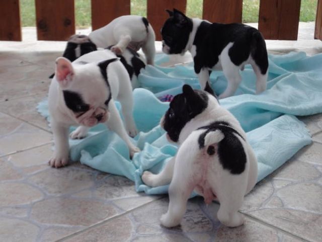 Französische Bulldogge welpen absofort abgabebereit-Freiatment. - Rassehunde Franzoesische Bulldogge - Hille