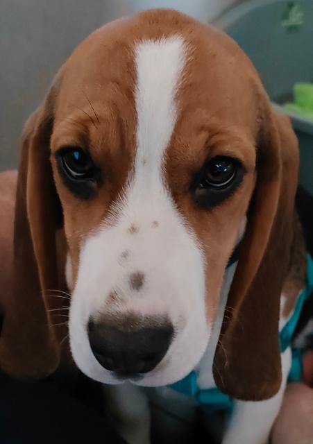 Beagle Hündin sucht ein schönes Zuhause  - Rassehunde Beagle - Husum 