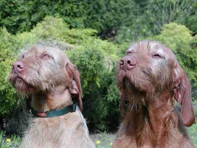 Magyar Vizsla - Rassehunde Weimaraner - Wien