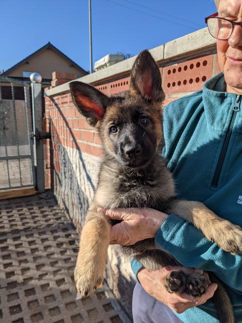 Deutsche Schäferhund Welpen mit SV Papieren DDR/ Leistungszucht - Rassehunde Schaeferhund - Schönebeck