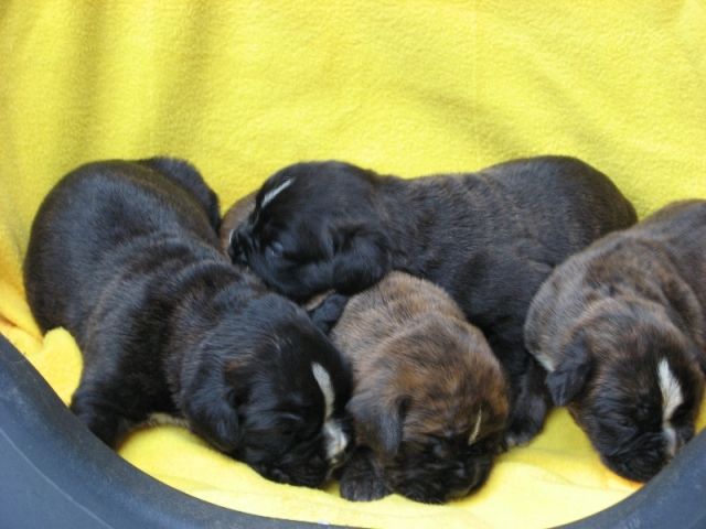 Boxerwelpen mit Papieren abzugeben - Rassehunde Boxer - Eilenburg