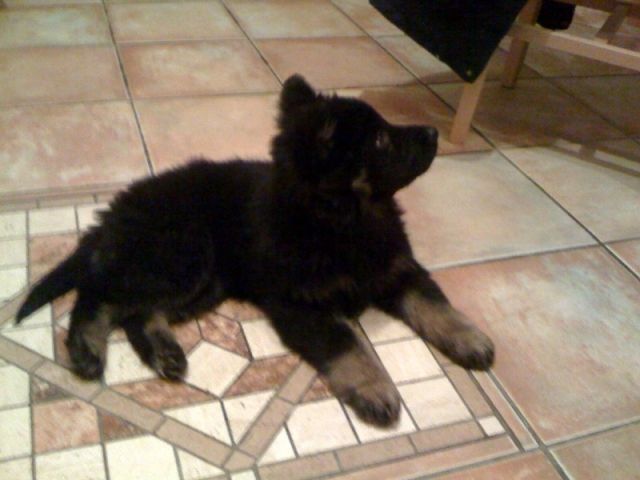 Langstockhaar-Schäferhündin, 9 Wochen alt, supersüß und kerngesund - Rassehunde Schaeferhund - Rietberg