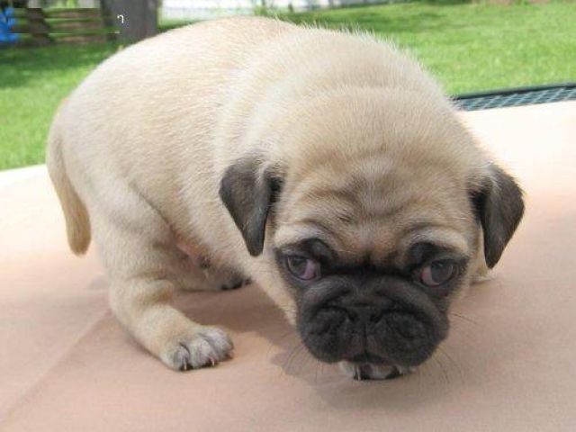 Mops welpen in liebevolle hände abzugeben. - Rassehunde Mops - Hannover