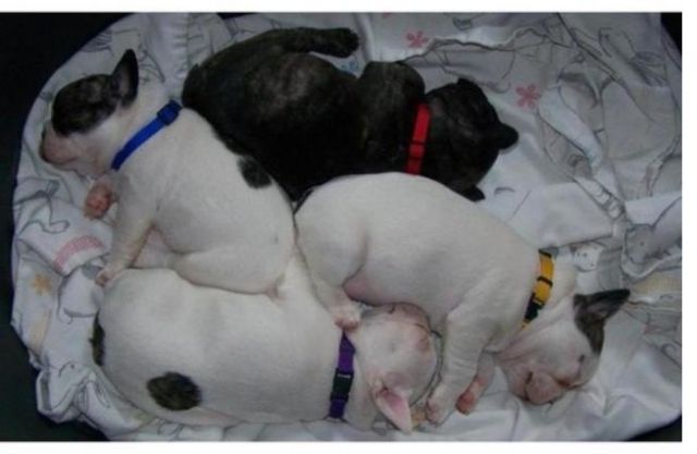 Französische Bulldoggen Welpen mit Papiere in Blue Red Fawn - Rassehunde Franzoesische Bulldogge - Saarbrücken 