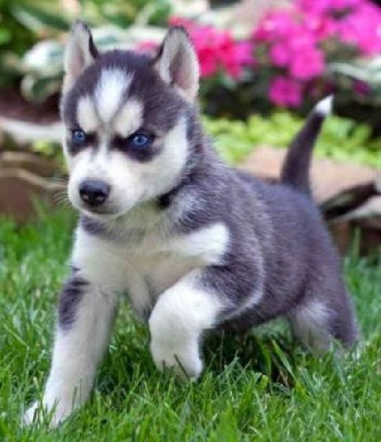 Rassehunde Husky Kleinanzeigen Rassehunde Husky Annoncen Rassehunde Husky Inserate Rassehunde Husky Anzeigenmarkt Rassehunde Husky Marktplatz