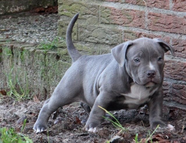 Sehr schöne American Bully Welpen  - Rassehunde Pit Bull - Freiburg im Breisgau