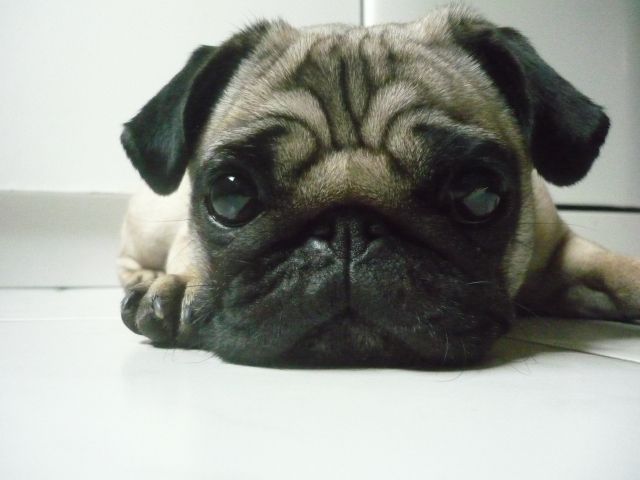 Mops Deckrüde in Stuttgart gesucht! - Rassehunde Mops - Stuttgart