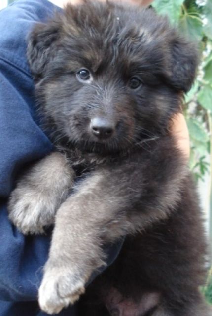 Altdeutsche Schäferhund Welpen - Rassehunde Schaeferhund - Bramsche