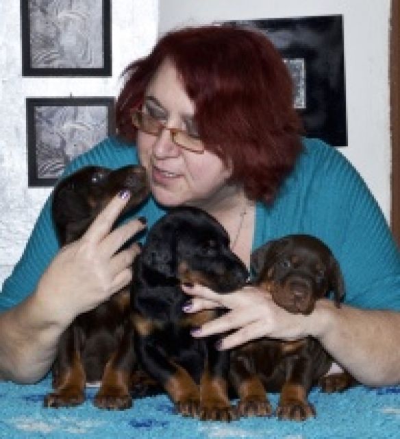 Dobermannwelpen, FCI Ahnentafel, aus CZ Zucht mit 30 Jahren Erfahrungen - Rassehunde Dobermann - Hruska 80